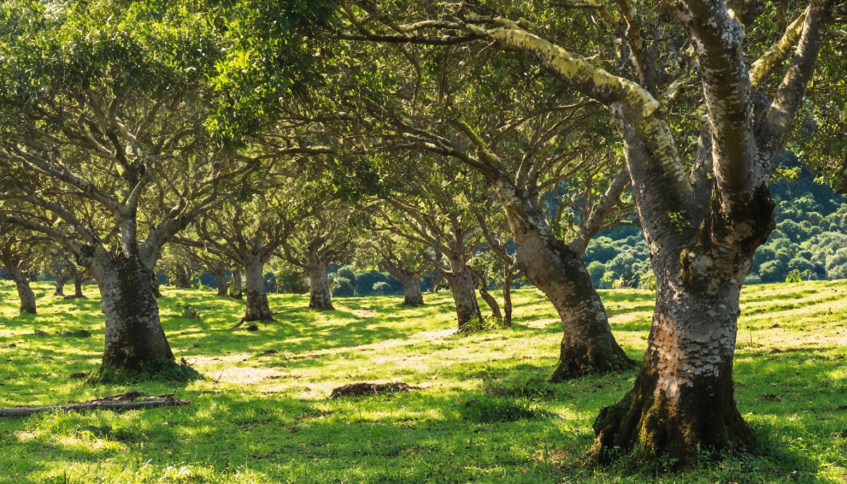 découvrez les avantages et les défis du revêtement de sol en liège, ses caractéristiques uniques, et les conseils essentiels pour bien l’installer et l’entretenir.